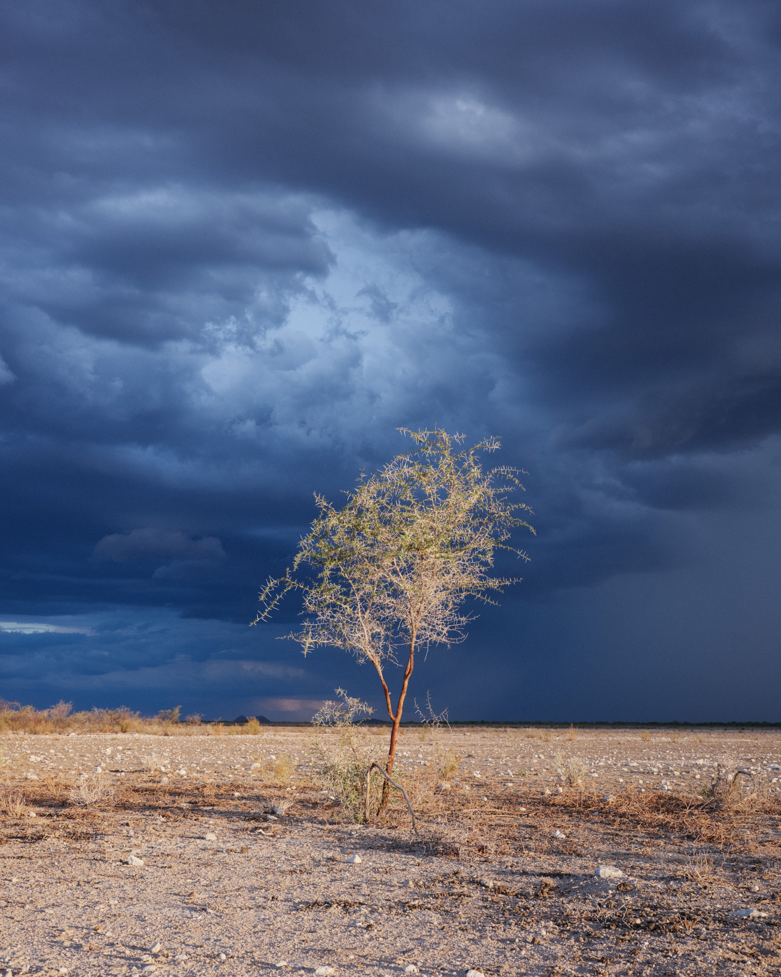 Lonley tree under dessert storm sky
