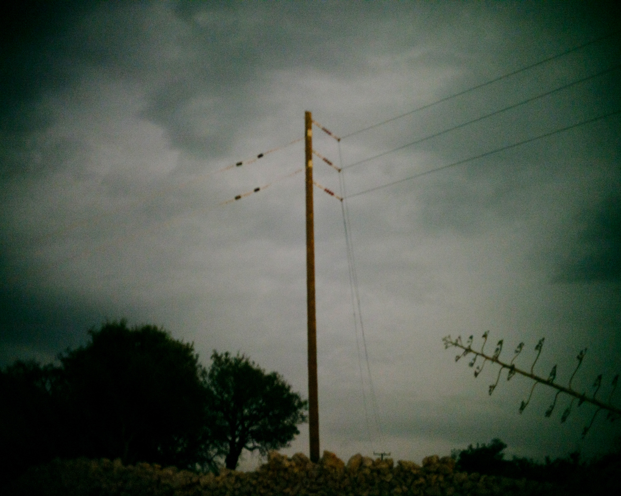 tree and powerline